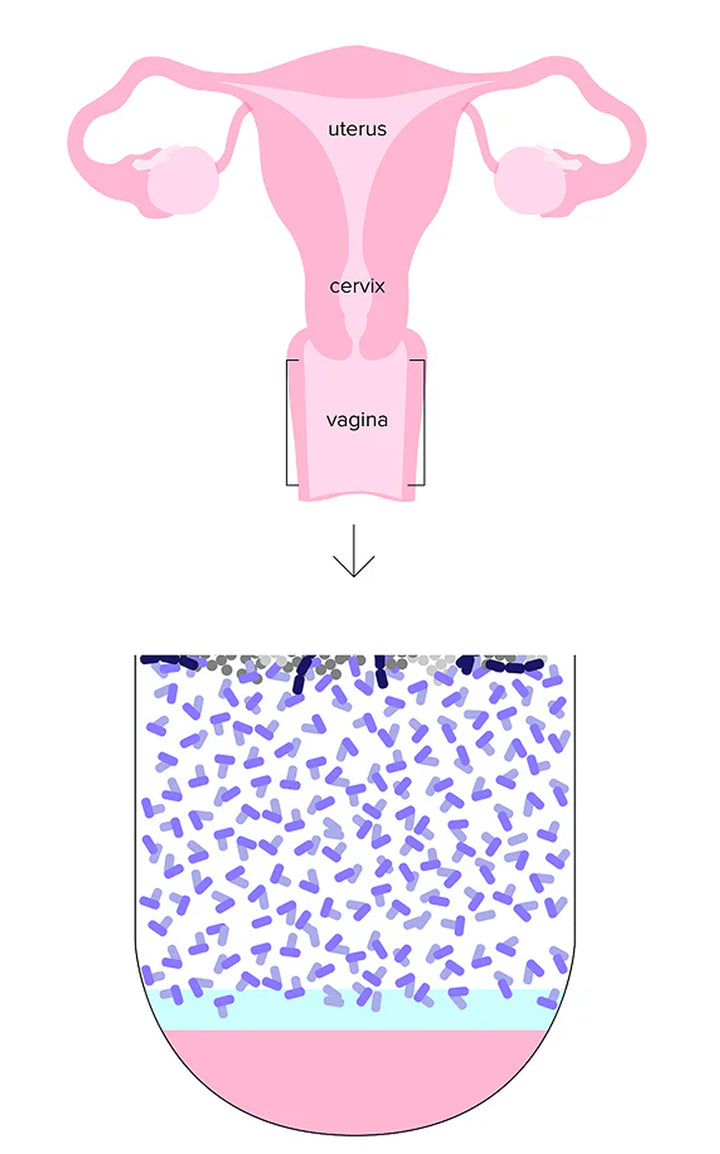 Illustration of a healthy vagina colonised with beneficial bacteria, showing the uterus, vaginal canal, protective mucosal layer and healthy cell wall.